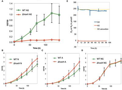 Synechocystis sp. PCC 6803 Requires the Bidirectional Hydrogenase to Metabolize Glucose and Arginine Under Oxic Conditions